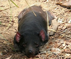 Tasmanian iron ore mine faces fresh threats of legal actions