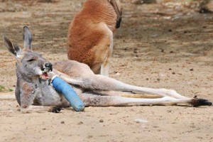 Australia cuts rates to record low of 2.5% as mining boom ends