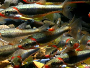 Hydraulic fracturing responsible for Kentucky minnow deaths