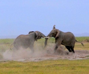 Six weeks of gold mining wage talks in SA, zero progress