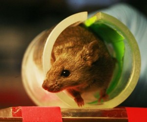 Study links copper to Alzheimer's disease