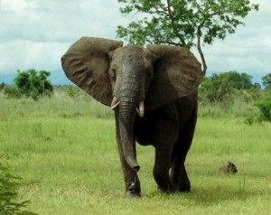 Mozambique opens game park in coal area