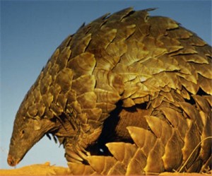 Pangolin Diamonds discovers massive kimberlite in Botswana