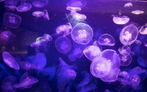Wave of jellyfish shuts down nuclear reactor in Sweden