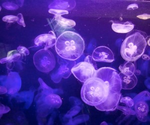 Wave of jellyfish shuts down nuclear reactor in Sweden