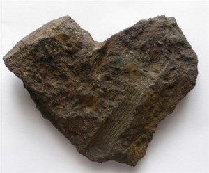 Japan's coal consumption rises