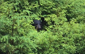 Canadian miners improve performance, but far from being out of the woods