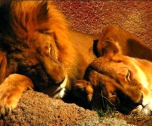 South African lawmakers postpone changes to mining, oil ruling