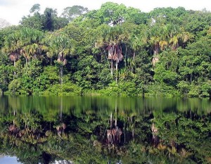 Gold mining in Brazil's amazon: Artisanal miners vs. mining companies