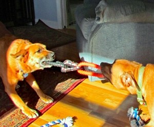 Goldcorp, Osisko avoid court battle over hostile bid