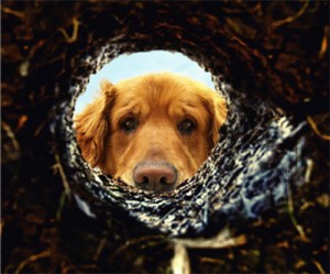 Family, dog find buried rare coins worth $10 million