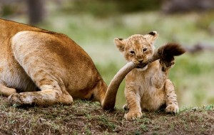 African Barrick seeks new name after partially splitting from Canadian parent