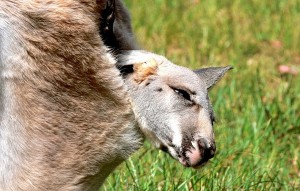 Australia's high-costs jeopardizing its mining, energy growth