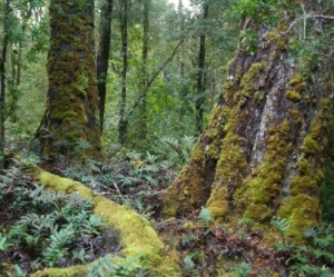 Aussie iron ore miner wins approval despite alleged risks for Tasmanian devil