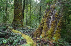 Aussie iron ore miner wins approval despite alleged risks for Tasmanian devil