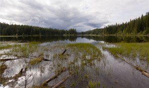 bc lack of social licence