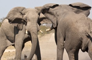 War of Titans: Rio Tinto suing Vale over iron ore rights in Guinea