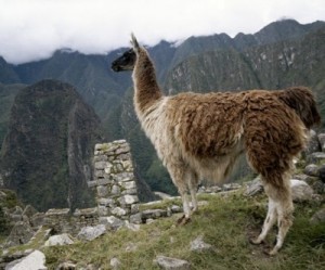 Anglo American drops Peru copper project