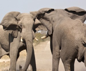 War of Titans: Rio Tinto suing Vale over iron ore rights in Guinea