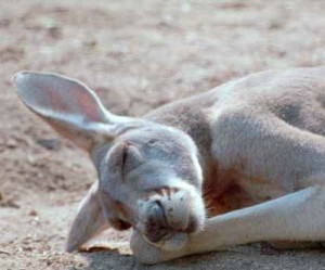 Mining investment in Australia falls again as boom fades