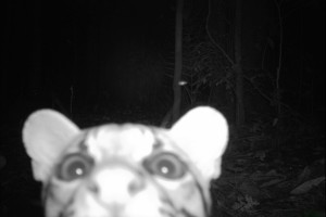 Wild cat rips apart plans for giant Arizona copper mine