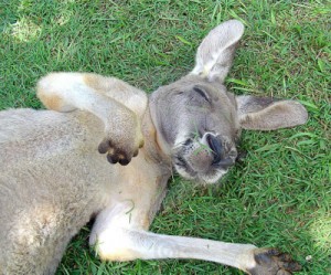 Double-digit unemployment for Australia's minerals professionals