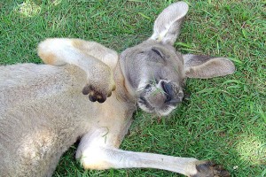 Australia’s mining jobs running dry as sector growth slow