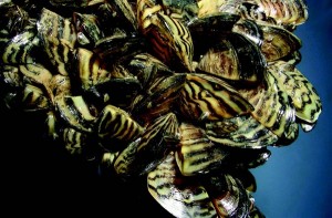 Liquid potash helps Canada control mussels plague