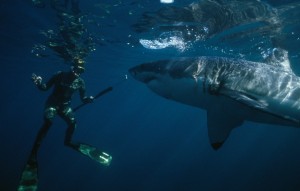 New Zealand rejects underwater iron mine