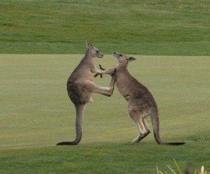 Aussie miners new dilemma: ore reserves up, exploration down