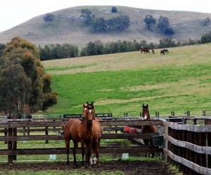 Anglo American, horse breeders fight over mine expansion