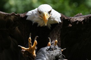 US gold coin sales are plummeting