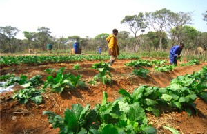 Ivanhoe picks banks to evaluate African copper projects