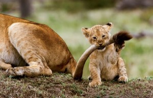 African Barrick cuts costs, to acquire more gold assets in 2015