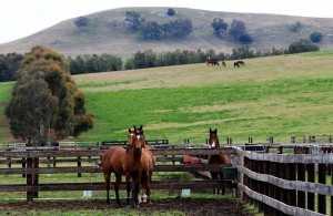 Horse breeders win coal mine expansion fight against Anglo