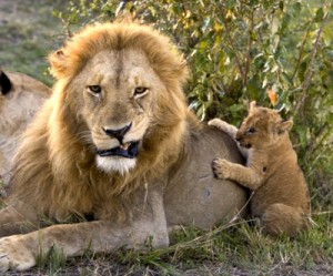 African Barrick is history, changes name to Acacia Mining