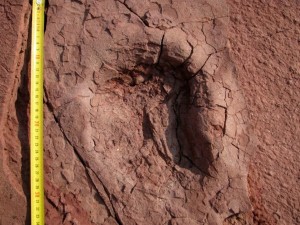 Huge unknown mammal tracks found in African diamond mine