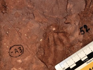 Huge unknown mammal tracks found in African diamond mine