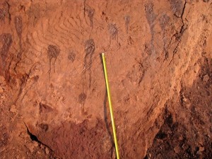 Huge unknown mammal tracks found in African diamond mine