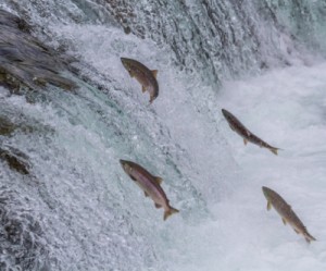 Fish sperm a ‘key ingredient’ to recycling rare earth elements