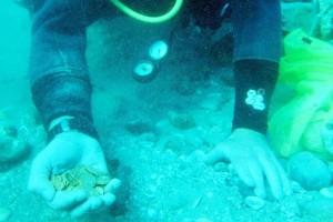 Divers find ‘priceless’ hoard of Arab gold coins