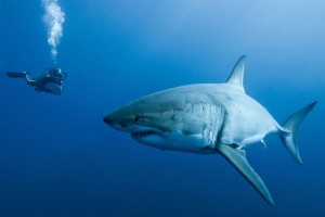 Seabed mining dreams shattered by New Zealand latest decision