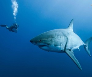 Seabed mining dreams shattered by New Zealand latest decision