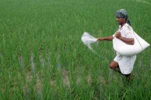 India’s appetite for fertilizers beats expectations — Phosagro