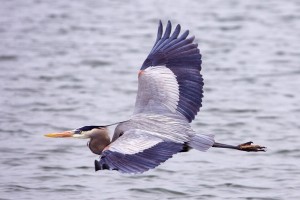 Canada investigating mysterious death of 30 herons at Syncrude oil sands