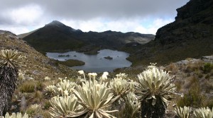 Galway Gold mulls legal escape to Colombia’s mining ban in paramos