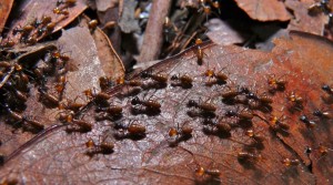 This insect’s guts could be key for mining remediation