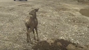 excavator-rescuing-wildlife