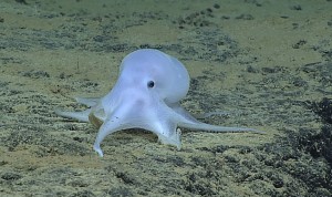 Newly found ‘ghost octopods’ at risk from deep-sea mining