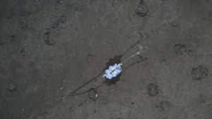 Newly found ‘ghost octopods’ at risk from deep-sea mining